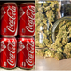 Illustration for article titled Coca-Cola exploring foray into cannabis drinks